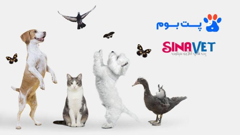 “سیناوت” و “پت بوم”، ترکیبی برای دوستداران حیوانات خانگی 